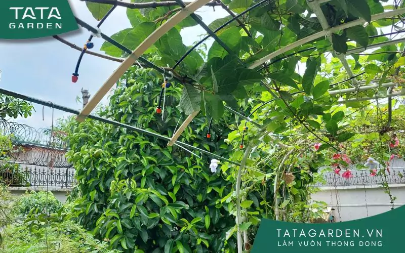 bec-tuoi-phun-suong-2