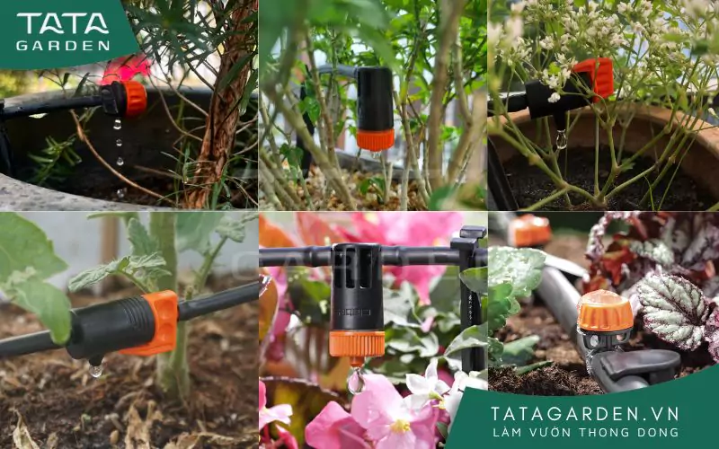 cac-loai-bec-tuoi-nho-giot