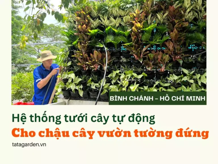 Lắp đặt hệ thống tưới tự động cho chậu cây vườn tường đứng tại Bình Chánh – Hồ Chí Minh