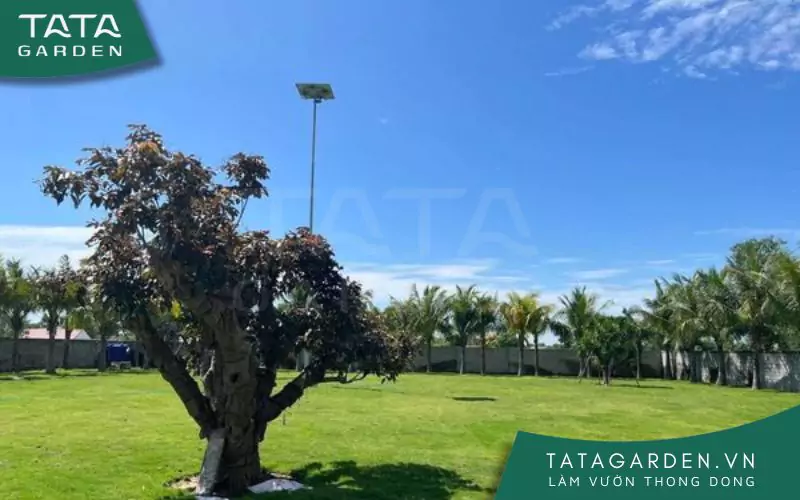 thi-cong-he-thong-tuoi-tu-dong-1