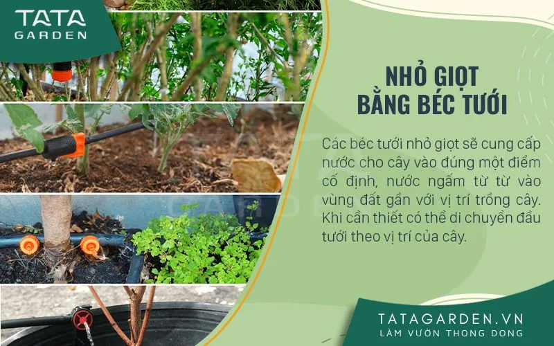 bec-tuoi-nho-giot-cac-loai