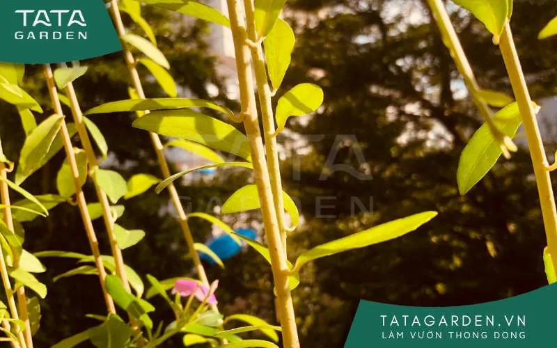 Cây dây leo cúc tần Ấn Độ