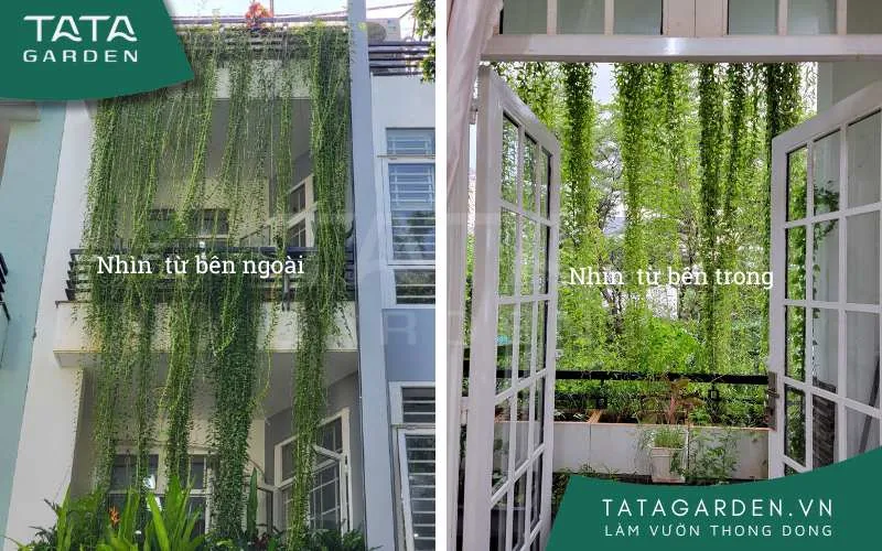 Màu sắc cúc tần Ấn Độ dưới những góc nhìn khác nhau