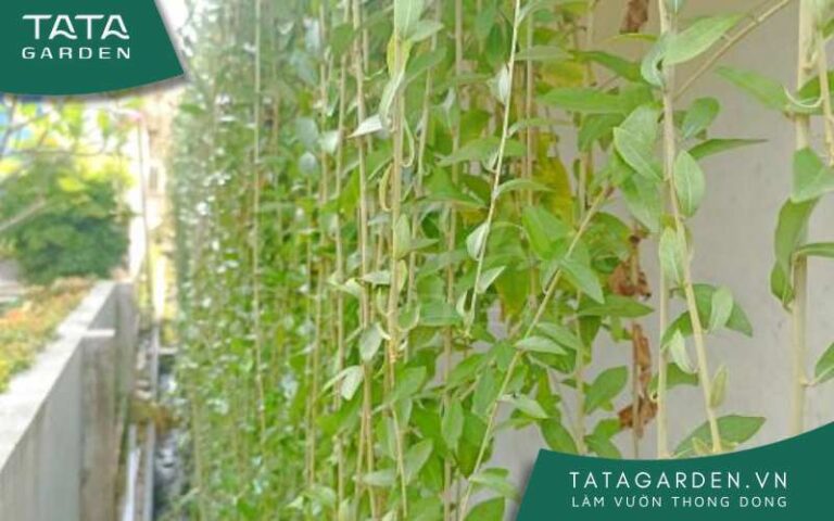 Hướng dẫn làm giàn dây leo sân thượng đơn giản