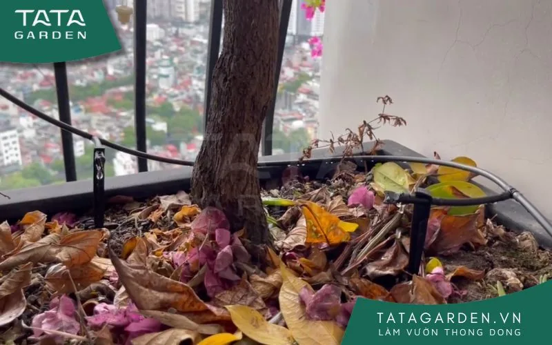 Thi công béc tưới Teco cho chậu cây