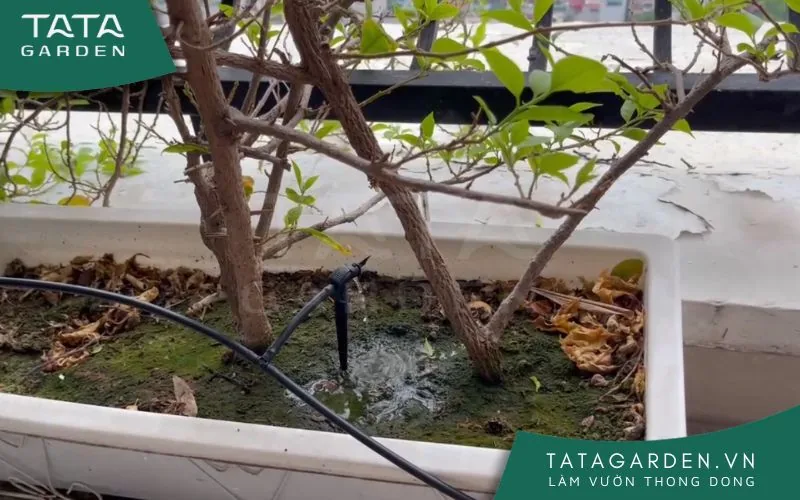 Béc tưới Teco được lắp đặt cho chậu cây