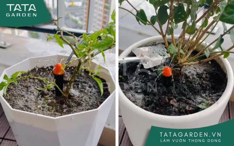 Béc tưới 8 tia đang hoạt động
