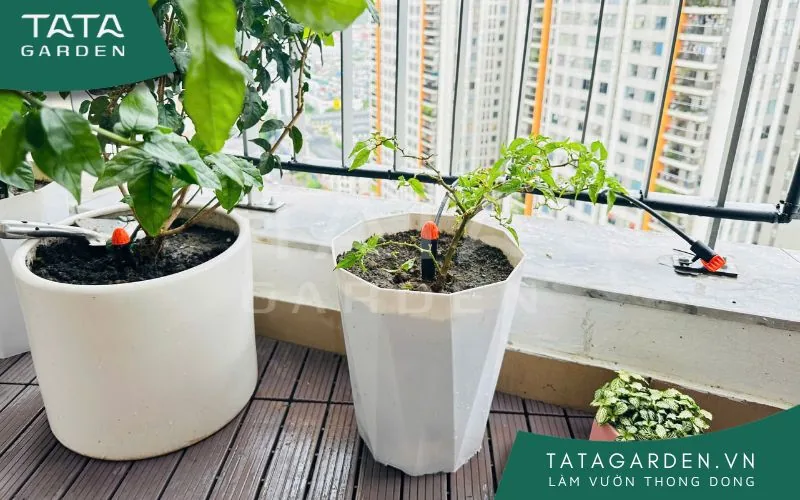 Khu vực ban công khách hàng tự lắp hệ thống tưới cây tự động