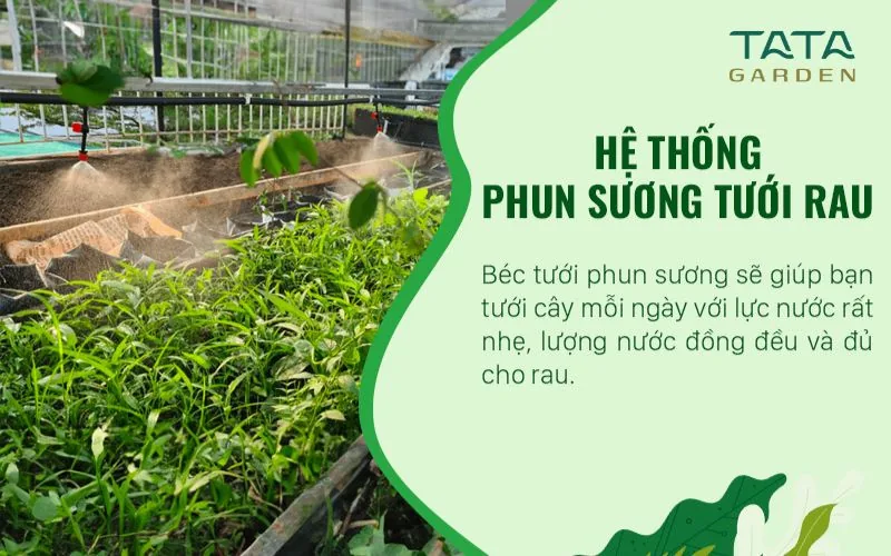Hệ thống phun sương tưới rau