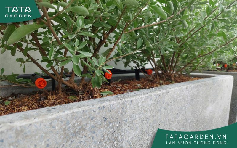 Lắp đặt hệ thống tưới nhỏ giọt