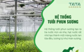 Hệ thống tưới phun sương là gì? Phân loại, ứng dụng