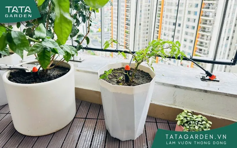 Khách hàng tự lắp hệ thống tưới nhỏ giọt cho ban công chung cư