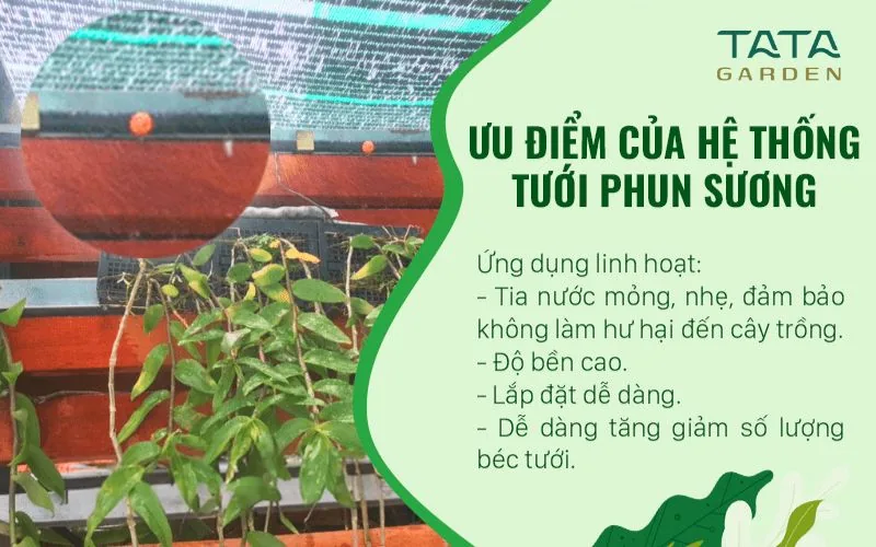 Lưu ý quan trong về hệ thống tưới phun sương