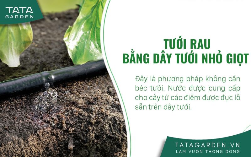 Dây tưới nhỏ giọt cho rau