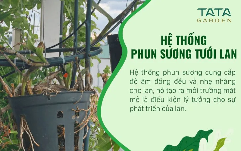 Hệ thống phun sương tưới lan
