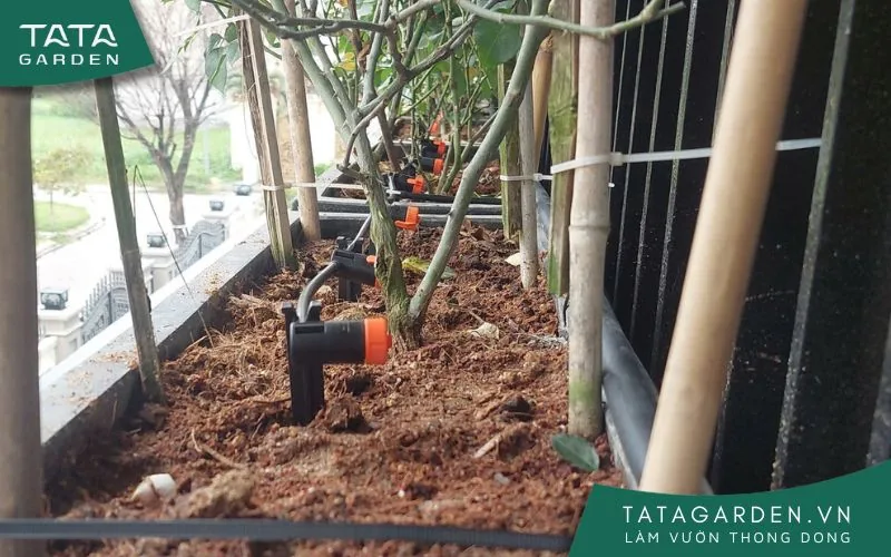 Hệ thống tưới nhỏ giọt