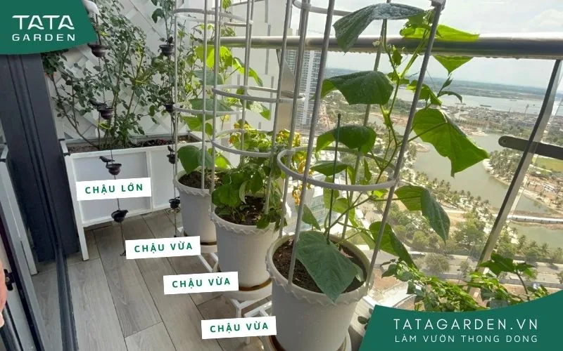 Xác định số lượng chậu để ước lượng tổng số béc tưới cần dùng