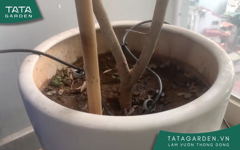 Lắp đặt 2 béc tưới nhỏ giọt cho chậu cây tròn