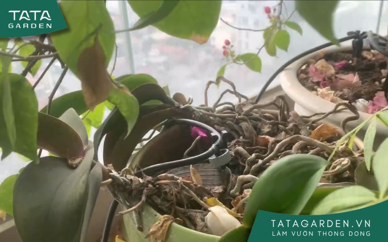 Béc tưới nhỏ giọt cho chậu hoa lan