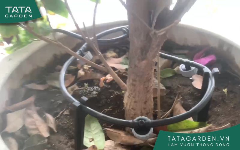 Béc tưới nhỏ giọt sau khi lắp đặt