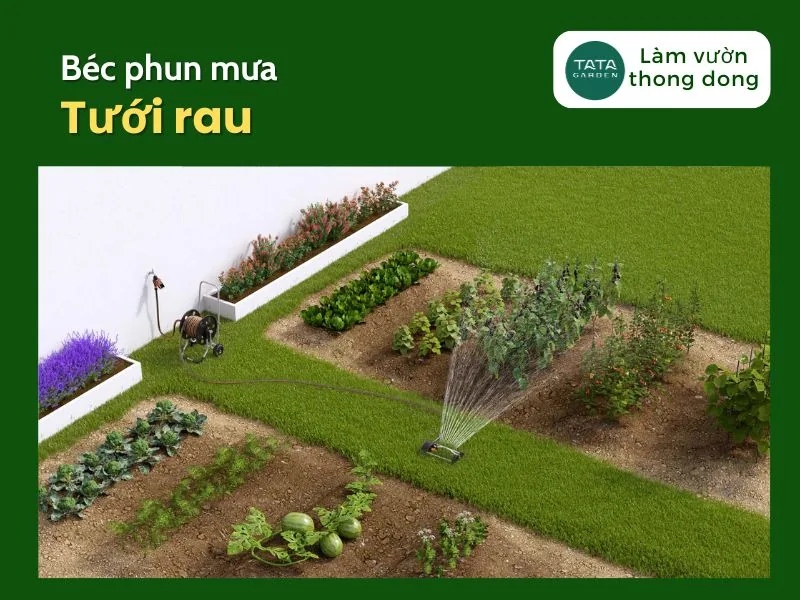 Nên dùng béc phun mưa tưới rau loại nào cho vườn rau gia đình