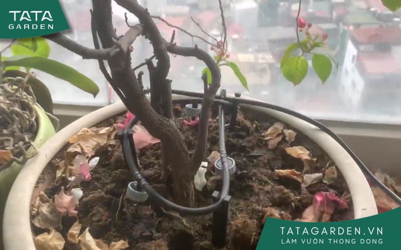 Lắp béc tưới nhỏ giọt cho chậu hoa giấy