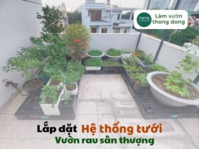 Lắp đặt hệ thống tưới tự động cho vườn rau tại sân thượng quận Bình Tân