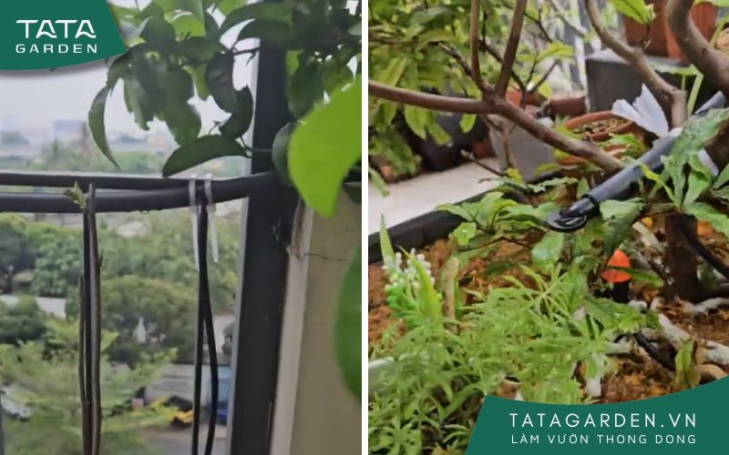 Tự lắp ống dẫn nước tưới cây