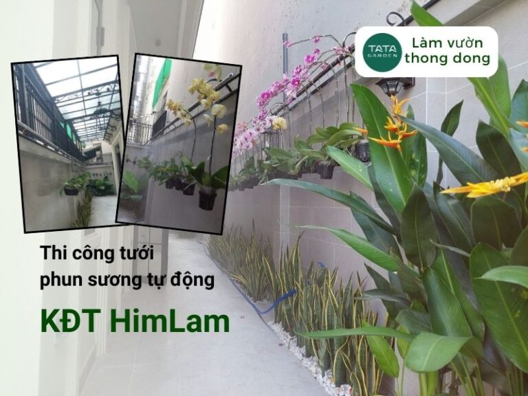 Thi công hệ thống phun sương tự động cho lan tại Himlam