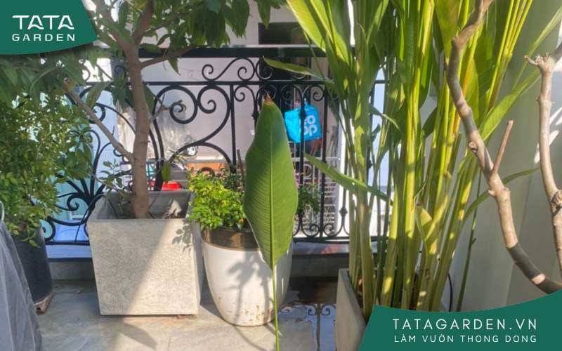 Sân vườn nhà khách tại Phú Nhuận