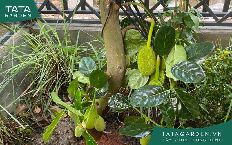 Khu vực khách hàng trồng mít