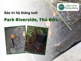 Bảo trì hệ thống tưới cây tự động tại Khu dân cư Park Riverside, Phường Phú Hữu, TP Thủ Đức, TPHCM