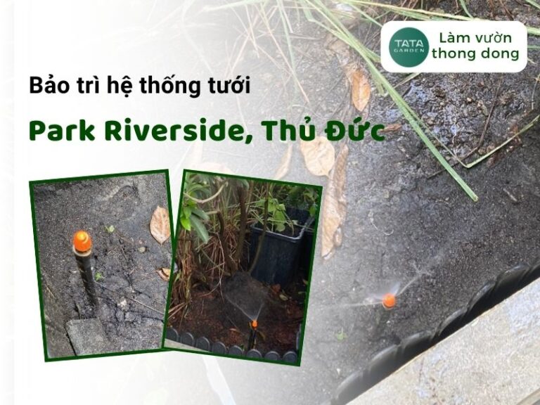 Bảo trì hệ thống tưới cây tự động tại Khu dân cư Park Riverside, Phường Phú Hữu, TP Thủ Đức, TPHCM