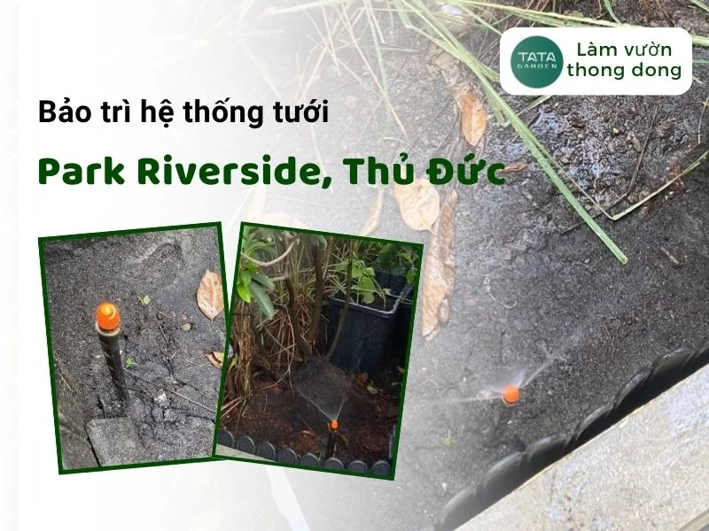 Bảo trì hệ thống tưới cây tự động tại Khu dân cư Park Riverside, Phường Phú Hữu, TP Thủ Đức, TPHCM