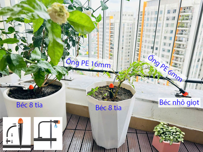 Hệ thống tưới tự động được đi ống nhánh tới các béc tưới