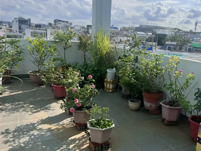 Một góc cây xanh trên sân thượng