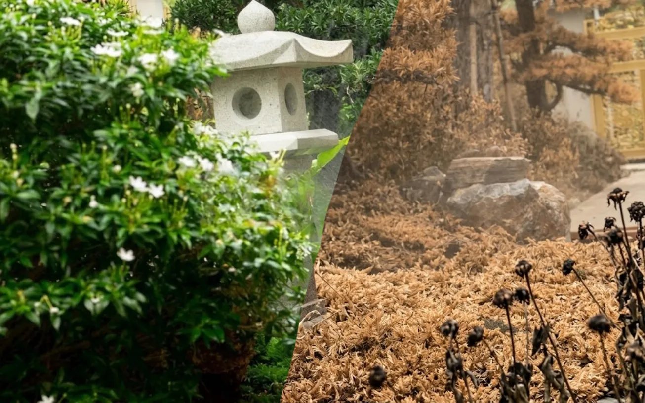 Hình ảnh minh họa trước và sau khi có hệ thống tưới tự động