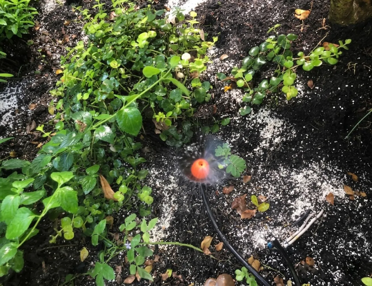 Béc tưới phun sương khi nhìn từ trên xuống