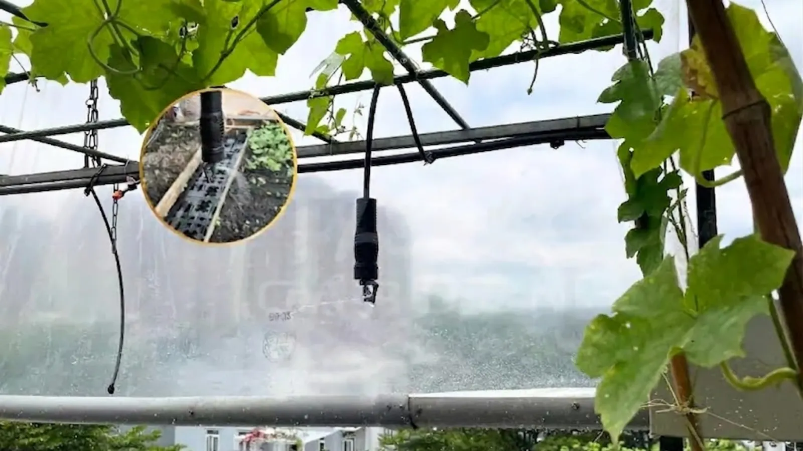 Hệ thống tưới sân thương dạng phun mưa micro