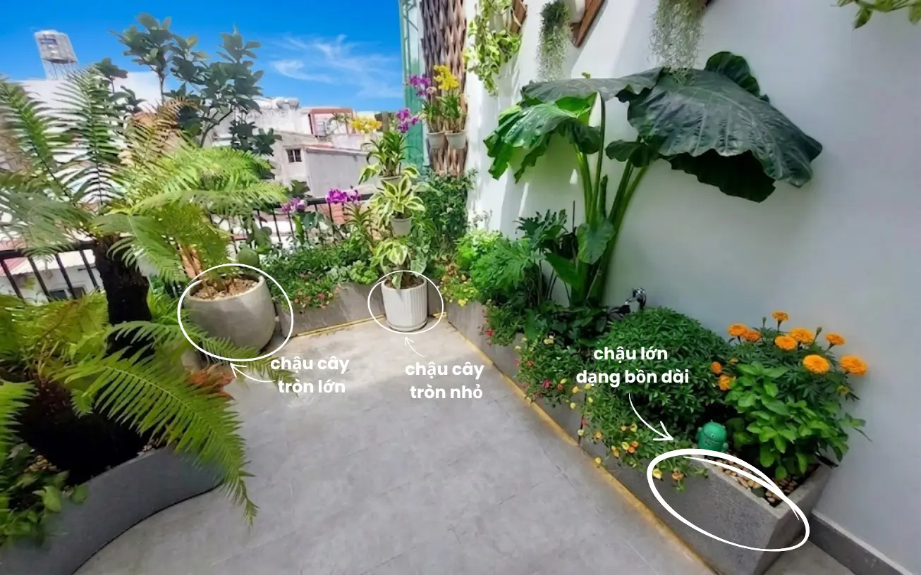 Ảnh các loại cây trồng trong chậu khác nhau