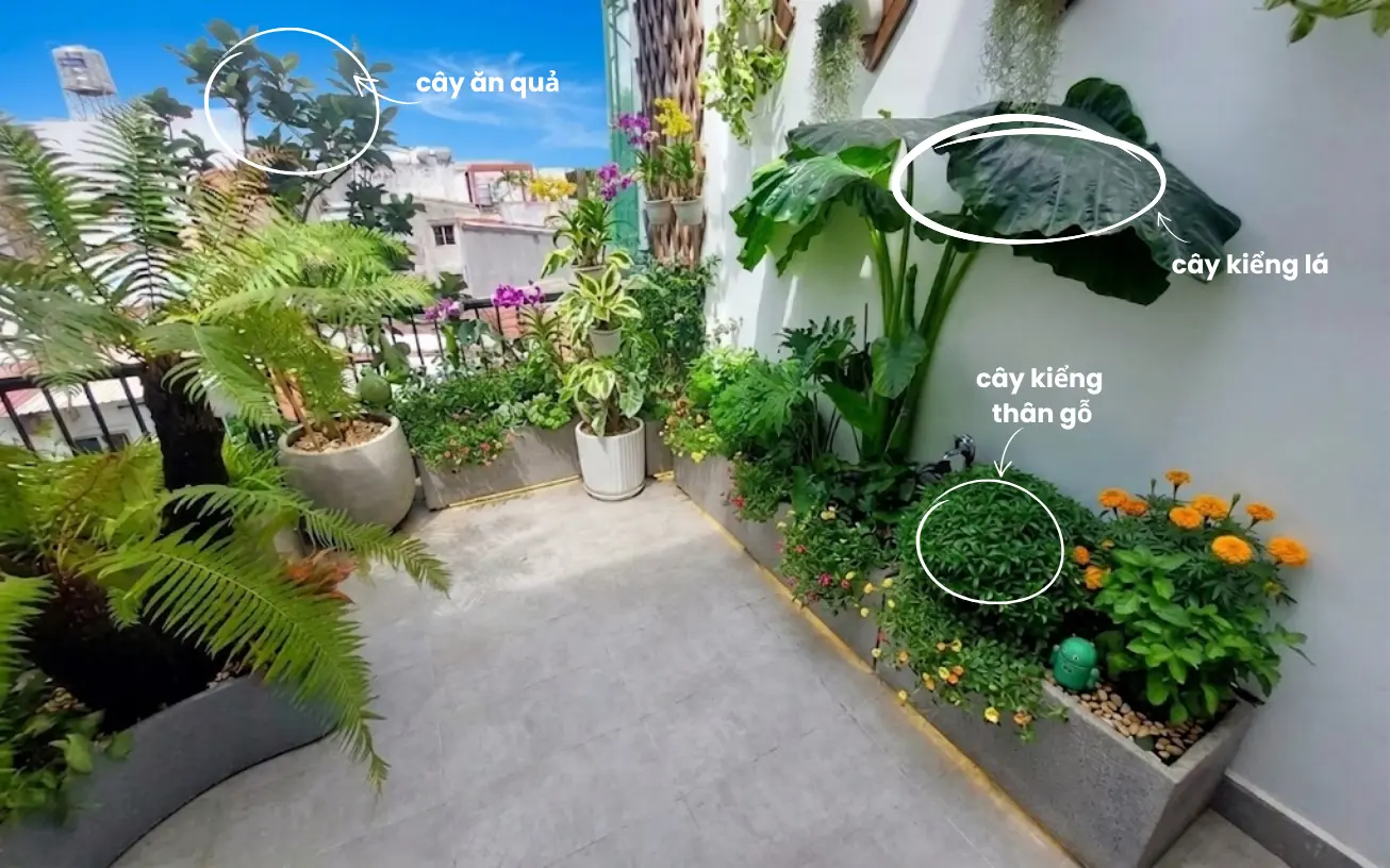 Ảnh các loại cây khác nhau