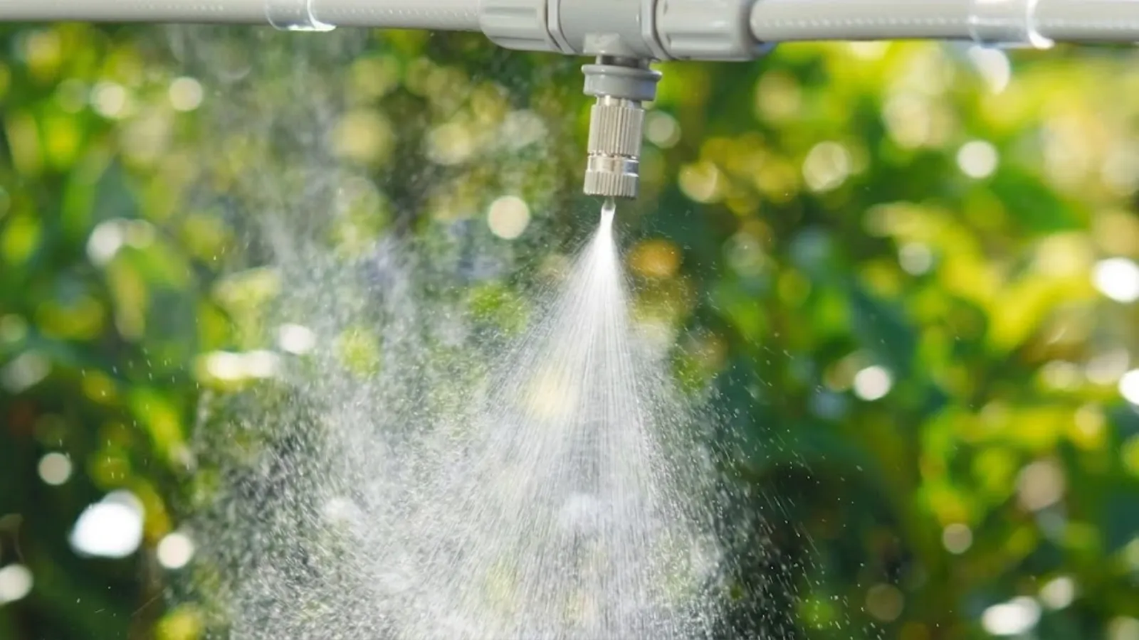 Hệ thống tưới dạng phun sương