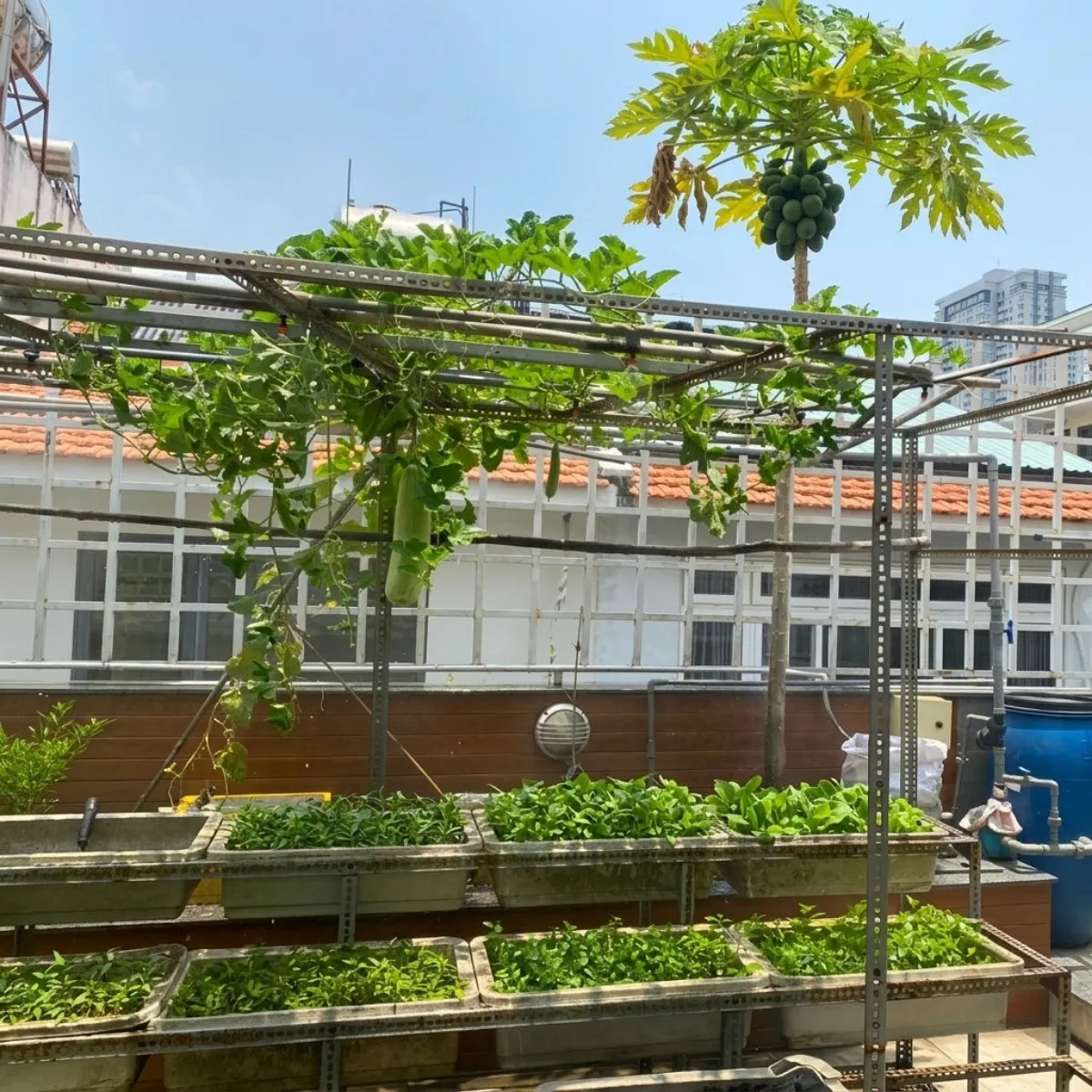 Hình ảnh vườn cây trên sân thượng nhà khách