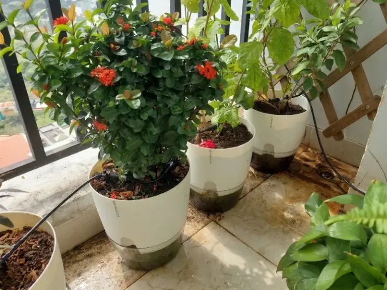 Lắp đặt bộ bình tưới nhỏ giọt cho ban công tại chung cư Him Lam Phú Đông – Dĩ An