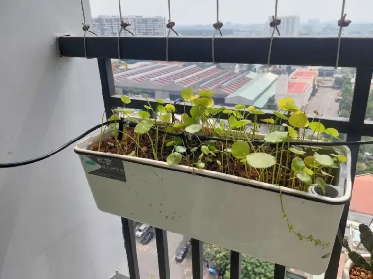 Lắp đặt bộ bình tưới nhỏ giọt cho ban công tại chung cư Him Lam Phú Đông – Dĩ An