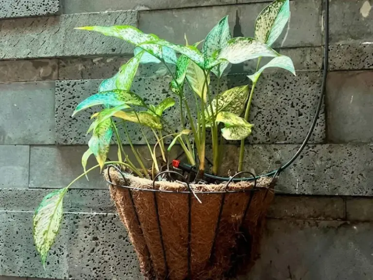 Lắp đặt hệ thống tưới cây tự động cho sân thượng tại KDC Tân Quy Đông quận 7