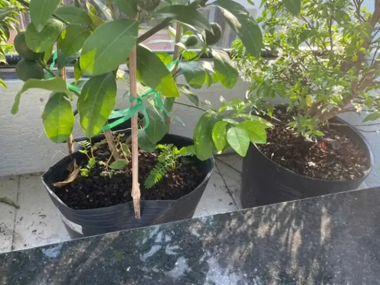 Thi công hệ thống tưới cây tự động tại nhà khách đường 3/2, Quận 10