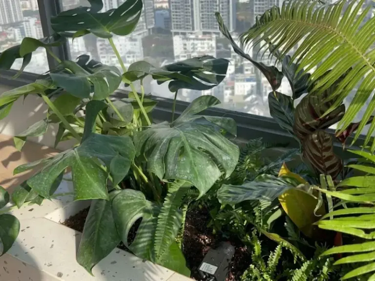 Chăm sóc và bảo dưỡng cây xanh