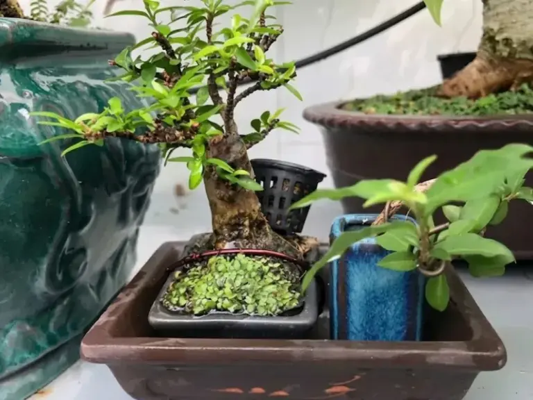 Lắp đặt hệ thống tưới nhỏ giọt cho vườn Bonsai nhà khách hàng tại Phú Nhuận, TP.HCM