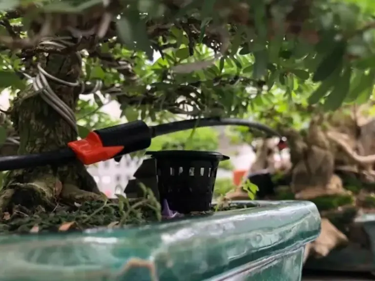 Lắp đặt hệ thống tưới nhỏ giọt cho vườn Bonsai nhà khách hàng tại Phú Nhuận, TP.HCM